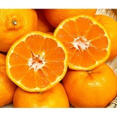 紀州和歌山有田産ポンカン　5kg【広川町】