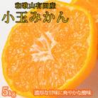 【2025年11月下旬より発送】有田の小粒みかん5kg　(S～3Sサイズ混合)