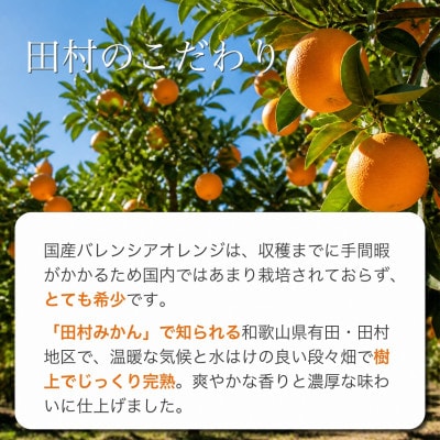 秀品　田村のバレンシアオレンジ　約7kg