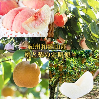 【発送月固定定期便】紀州和歌山産旬のフルーツセット(7月:桃約1.8kg・8月:梨約2kg)全2回