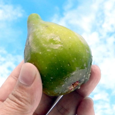 【冷凍】いちじく2kg　品種:バナーネ (白いちじく1kg入×2袋)
