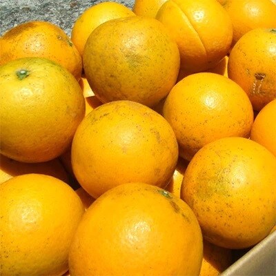 バレンシアオレンジ[約7kg]和歌山県湯浅町田村産(無選別・果実サイズ混合)