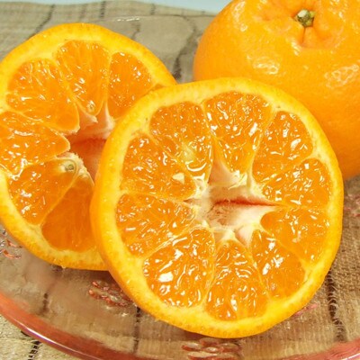 ポンカン[約5kg]和歌山県有田産 春みかん (果実サイズおまかせ)　2025年1月より発送