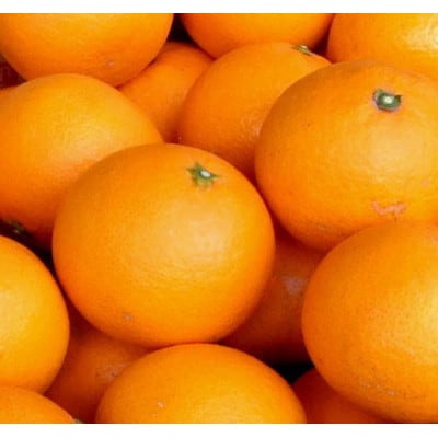 清見オレンジ[約5kg]和歌山県有田産春みかん(果実サイズおまかせ)