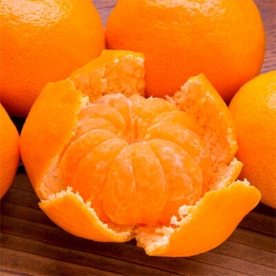 【和歌山特産品】【プレミアムブランド】美味!田村みかん〔2Lサイズ〕 約2.5kg