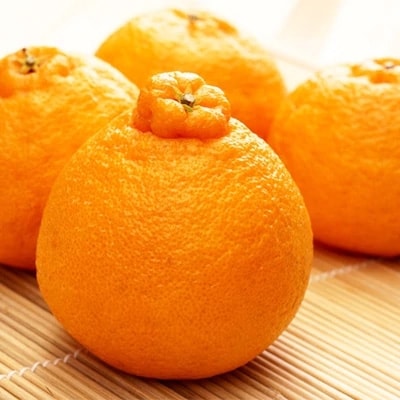 【大人気】和歌山有田の濃厚大玉デコポン　12～15玉(約5kg)