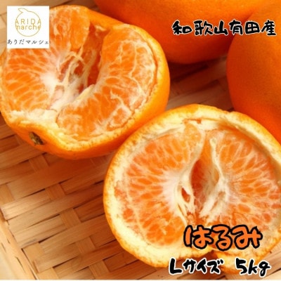 ≪先行予約 2027年1月下旬～発送≫和歌山有田の濃厚はるみ 約5kg (Lサイズ)