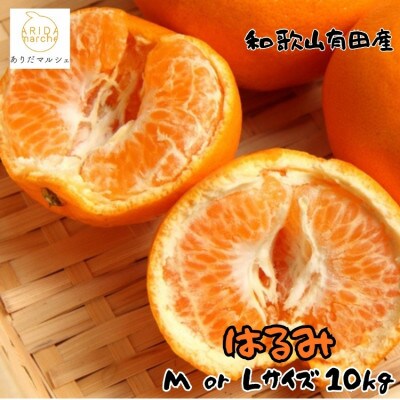 ≪先行予約・2027年1月下旬～発送≫和歌山有田の濃厚はるみ 約10kg (M又はLサイズ)