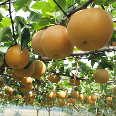 【夏の美味】和歌山の樹上濃厚完熟梨　約4kg　※2025年8月上旬頃より順次お届け
