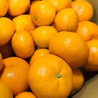 【高糖系】越冬本貯蔵丹生系みかん 約2kg
