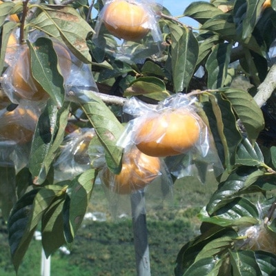 【希少】紀の川柿(たねなし)約3.5～4kg・秀品【広川町】