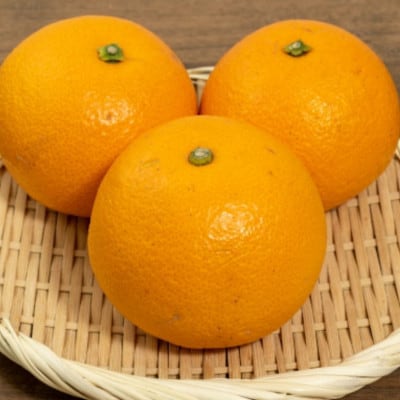【2026年1月下旬より順次発送】【希少品種】和歌山県産紅八朔約5kg(サイズ混合)(広川町)