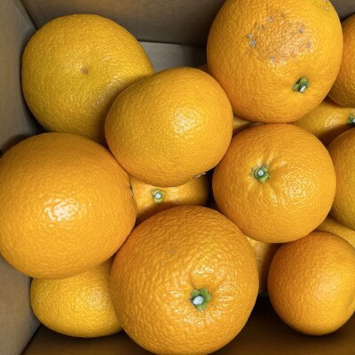 【2026年1月下旬より順次発送】【希少品種】和歌山県産紅八朔約5kg(サイズ混合)(広川町)