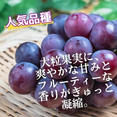 【新鮮・産直】和歌山かつらぎ町産のたねなしピオーネ約2kg(広川町)【2026年度発送分】