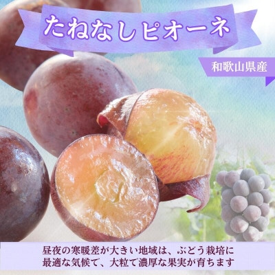 【新鮮・産直】和歌山県産たねなしピオーネ約3kg(4房～7房)(広川町)【2026年度発送分】