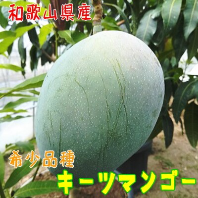 【希少マンゴー】濃厚キーツマンゴー　約1kg(1～2玉)