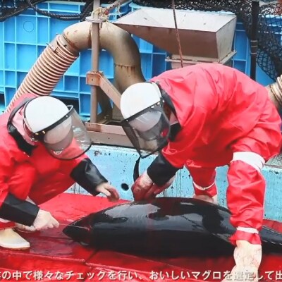 プレミア和歌山認証品 和歌山県串本産　本マグロ(養殖)トロ&赤身セット　240g(冷凍)