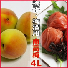 2024/6月より発送【梅干し・梅酒用】紀州和歌山の熟南高梅(4L-10kg)