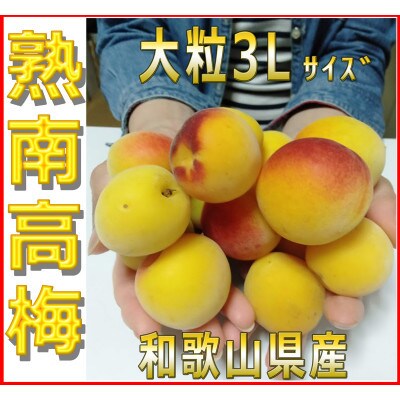 【2024年6月中旬発送】2024/6月より発送　梅干・梅酒用　紀州の熟南高梅3L-10kg
