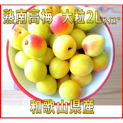 【2024年6月中旬発送】2024/6月より発送　梅干・梅酒用　紀州の熟南高梅2L-10kg