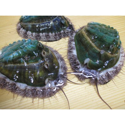 やわコリ食感紀州活アワビ 【8個入】