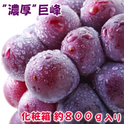 【先行受付】【2023年8月発送】【夏の美味】濃厚巨峰 秀品 約800g 化粧箱入り