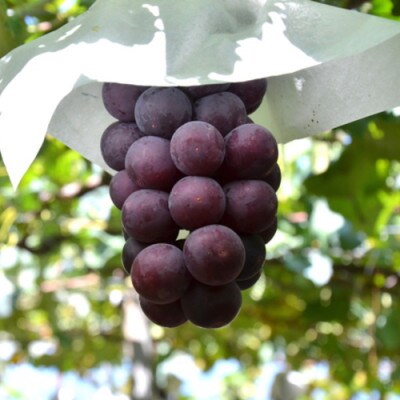 【先行受付】【2023年8月発送】【夏の美味】濃厚巨峰 秀品 約800g 化粧箱入り