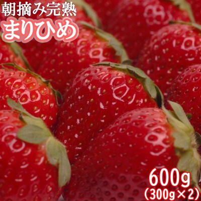 <1月発送>朝摘み完熟まりひめ約600g(300g前後×2トレイ)【こだわりの土耕栽培のいちご】