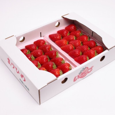 <1月発送>朝摘み完熟まりひめ約600g(300g前後×2トレイ)【こだわりの土耕栽培のいちご】