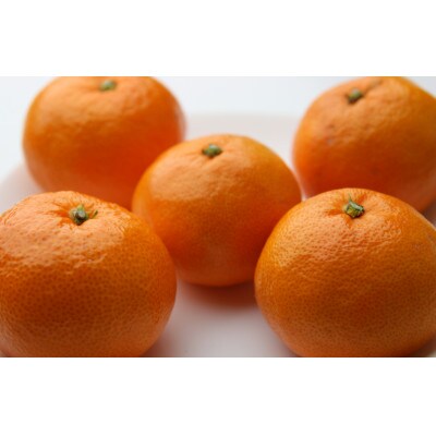 有田みかん　しにせの味　4.5kg