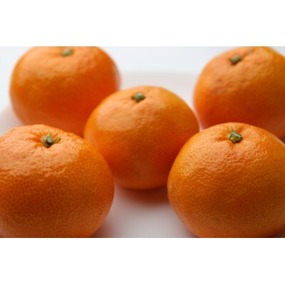 有田みかん　しにせの味　9kg