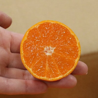 湯浅産　田村みかん　5kg　(サイズおまかせ)