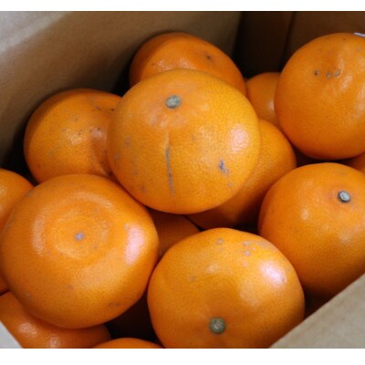 【2026年2月より順次発送】せとか　約3kg　家庭用