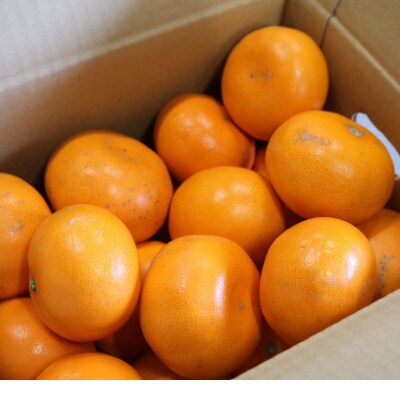 【2026年2月より順次発送】せとか　約3kg　家庭用