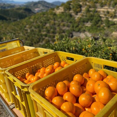 「 はじめまして有田みかん 和歌山県産 」お試し 約5kg 【数量限定】/ORYY推奨
