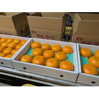 【先行受付】秀品 せとか 和歌山 有田 化粧箱 M～2Lサイズ 大きさお任せ　3kg