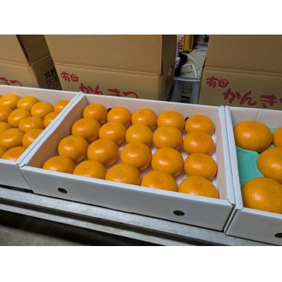 【先行受付】秀品 せとか 和歌山 有田 化粧箱 M～2Lサイズ 大きさお任せ　3kg