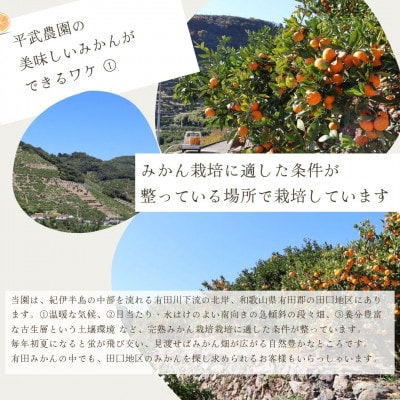有田みかん 10kg Sサイズ　平武農園の有田ブランド田口みかん　蛍飛ぶ町から旬の便り　