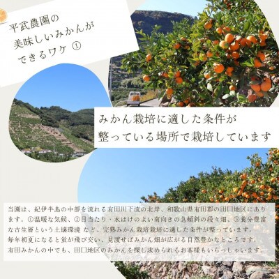 有田みかん 10kg Lサイズ　平武農園の有田ブランド田口みかん　蛍飛ぶ町から旬の便り　