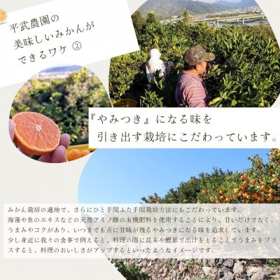 有田みかん 10kg Lサイズ　平武農園の有田ブランド田口みかん　蛍飛ぶ町から旬の便り　