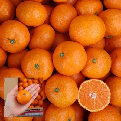 農家直送!有田みかん5kg≪2Sサイズ(小玉)秀品≫　平武農園の有田ブランド田口みかん　