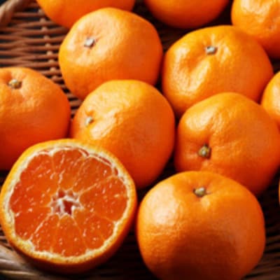 先行受付2026年11月より順次発送【まごころ手選別】有田みかん10kg大玉(2L～4L混合)