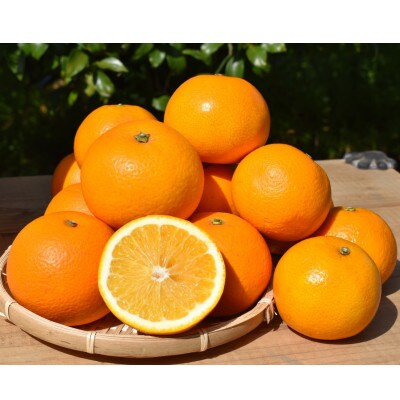 【まごころ手選別】和歌山県産　はっさく 約10kg　L～2Lサイズ