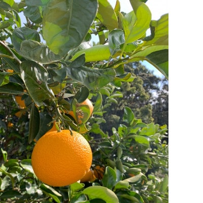 【まごころ手選別】和歌山県産　はっさく 約10kg　L～2Lサイズ