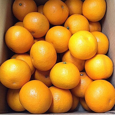 【まごころ手選別】和歌山県産　はっさく 約10kg　L～2Lサイズ