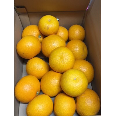 【まごころ手選別】和歌山産　八朔 約4kg (サイズ混合) 家庭用【2027年発送】