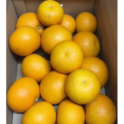 【まごころ手選別】和歌山産の八朔　約10kg(サイズ混合)家庭用【2027年発送】