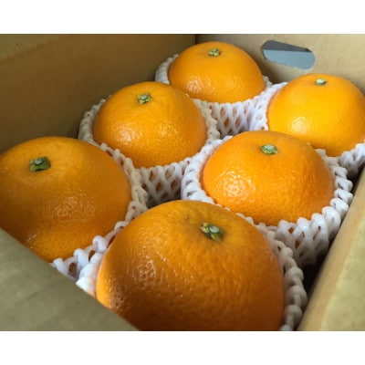 【まごころ手選別】和歌山産　八朔 6玉 L～2Lサイズ【2027年1月中旬より順次発送】