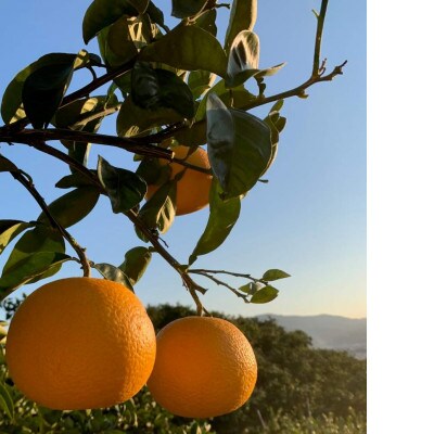 【まごころ手選別】和歌山産　八朔 6玉 L～2Lサイズ【2027年1月中旬より順次発送】