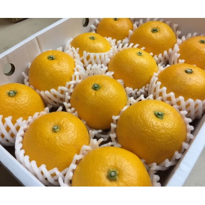 【まごころ手選別】和歌山産のはっさく化粧箱Lサイズ12個入り